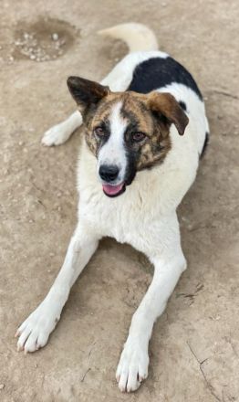 Orini, geb. ca. 07/2021, lebt in GRIECHENLAND, im städt. Tierheim Serres