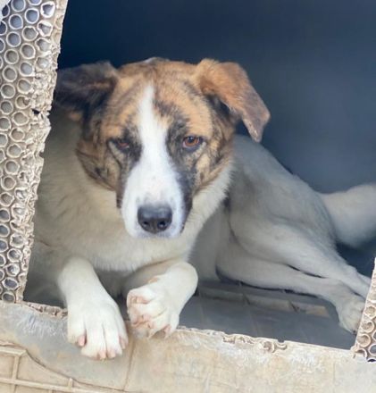 Orini, geb. ca. 07/2021, lebt in GRIECHENLAND, im städt. Tierheim Serres