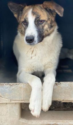Orini, geb. ca. 07/2021, lebt in GRIECHENLAND, im städt. Tierheim Serres