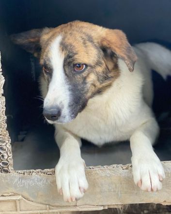 Orini, geb. ca. 07/2021, lebt in GRIECHENLAND, im städt. Tierheim Serres