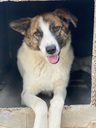 Orini, geb. ca. 07/2021, lebt in GRIECHENLAND, im städt. Tierheim Serres