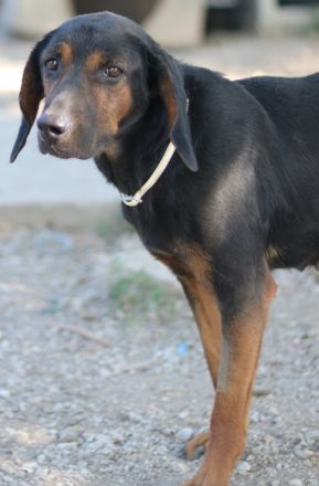 Priska, geb. ca. 08/2021, lebt in GRIECHENLAND, im städt. Tierheim Serres