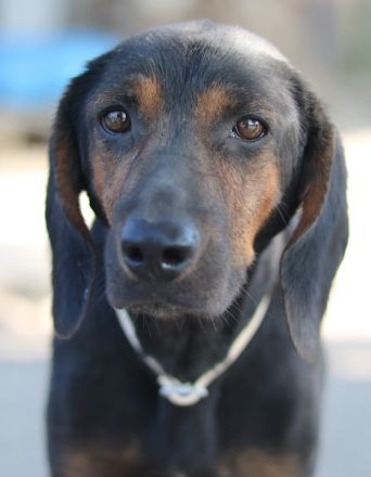 Priska, geb. ca. 08/2021, lebt in GRIECHENLAND, im städt. Tierheim Serres