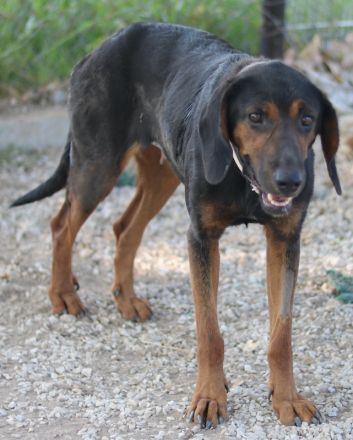 Priska, geb. ca. 08/2021, lebt in GRIECHENLAND, im städt. Tierheim Serres
