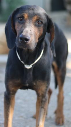 Priska, geb. ca. 08/2021, lebt in GRIECHENLAND, im städt. Tierheim Serres