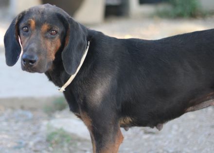 Priska, geb. ca. 08/2021, lebt in GRIECHENLAND, im städt. Tierheim Serres