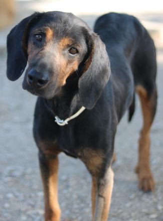 Priska, geb. ca. 08/2021, lebt in GRIECHENLAND, im städt. Tierheim Serres