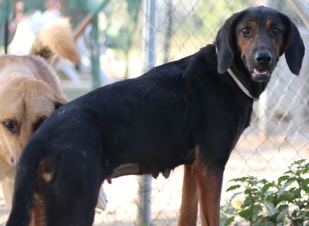 Priska, geb. ca. 08/2021, lebt in GRIECHENLAND, im städt. Tierheim Serres