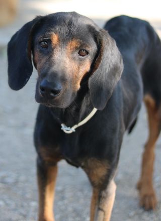 Priska, geb. ca. 08/2021, lebt in GRIECHENLAND, im städt. Tierheim Serres