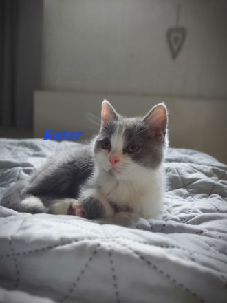 BKH Kitten