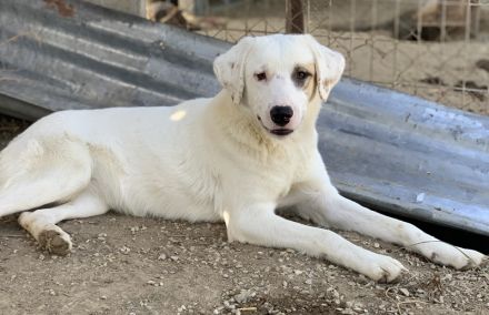 Tamura, geb. ca. 02/2022, lebt in GRIECHENLAND, im städt. Tierheim Serres