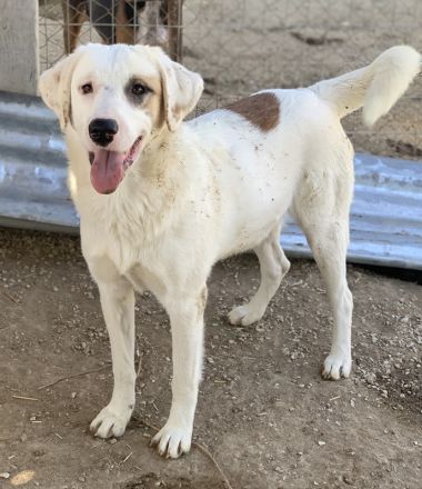 Tamura, geb. ca. 02/2022, lebt in GRIECHENLAND, im städt. Tierheim Serres