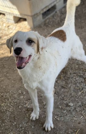 Tamura, geb. ca. 02/2022, lebt in GRIECHENLAND, im städt. Tierheim Serres