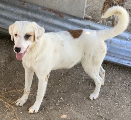 Tamura, geb. ca. 02/2022, lebt in GRIECHENLAND, im städt. Tierheim Serres