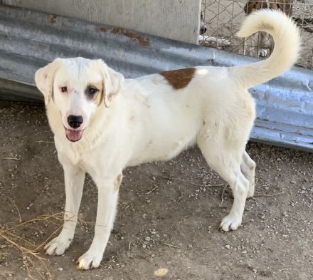 Tamura, geb. ca. 02/2022, lebt in GRIECHENLAND, im städt. Tierheim Serres