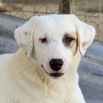 Tamura, geb. ca. 02/2022, lebt in GRIECHENLAND, im städt. Tierheim Serres