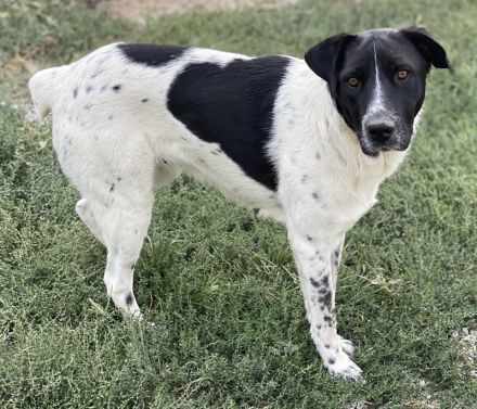 Yaska, geb. ca. 02/2022, lebt in GRIECHENLAND, im städt. Tierheim Serres