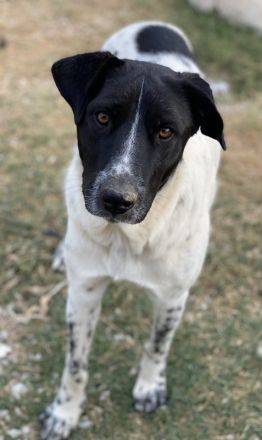 Yaska, geb. ca. 02/2022, lebt in GRIECHENLAND, im städt. Tierheim Serres