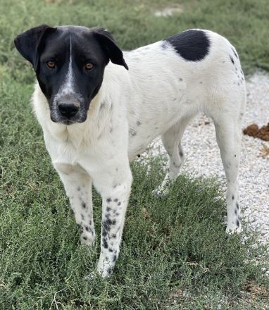 Yaska, geb. ca. 02/2022, lebt in GRIECHENLAND, im städt. Tierheim Serres