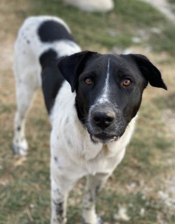 Yaska, geb. ca. 02/2022, lebt in GRIECHENLAND, im städt. Tierheim Serres