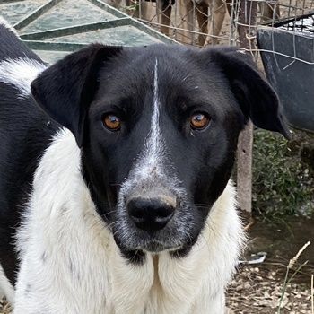 Yaska, geb. ca. 02/2022, lebt in GRIECHENLAND, im städt. Tierheim Serres