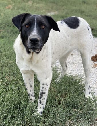 Yaska, geb. ca. 02/2022, lebt in GRIECHENLAND, im städt. Tierheim Serres