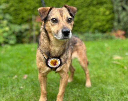 Du und der süße Finn-Freunde fürs Leben?