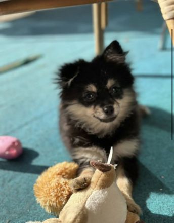 Pomeranian zwergspitz welpe