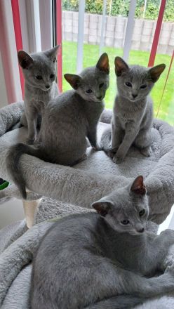 Russisch Blau Kitten mit Stammbaum