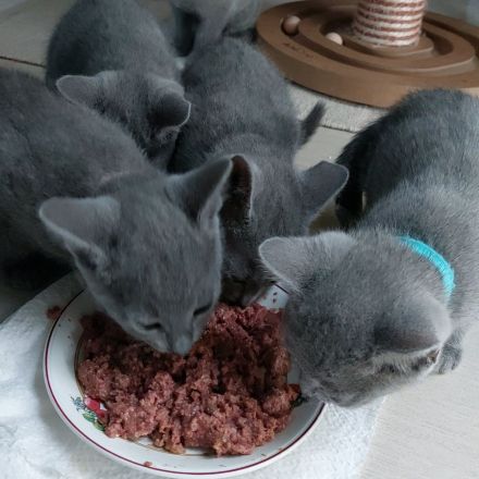 Russisch Blau Kitten mit Stammbaum