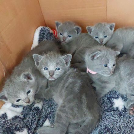 Russisch Blau Kitten mit Stammbaum