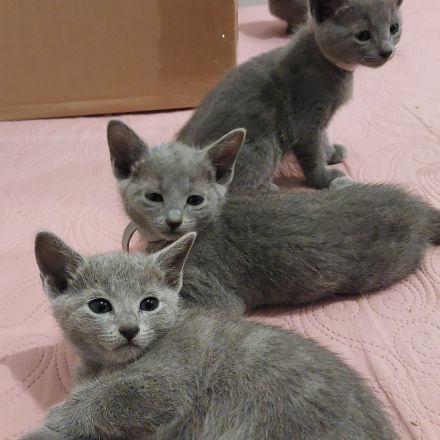 Russisch Blau Kitten mit Stammbaum