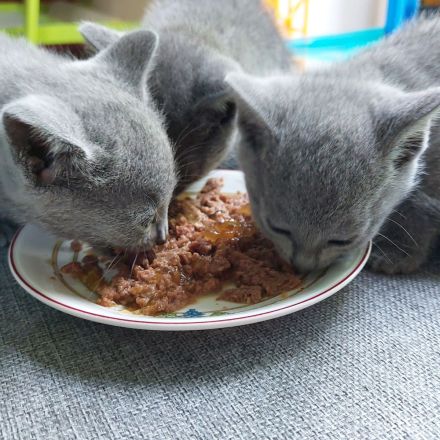 Russisch Blau Kitten mit Stammbaum