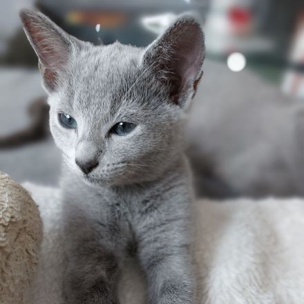 Russisch Blau Kitten mit Stammbaum