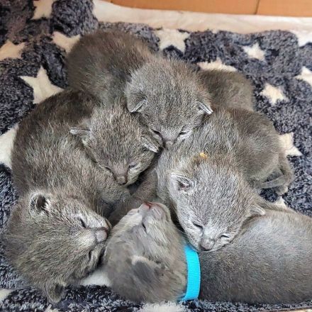 Russisch Blau Kitten mit Stammbaum
