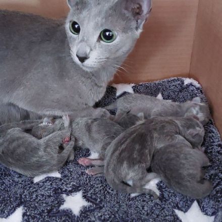 Russisch Blau Kitten mit Stammbaum
