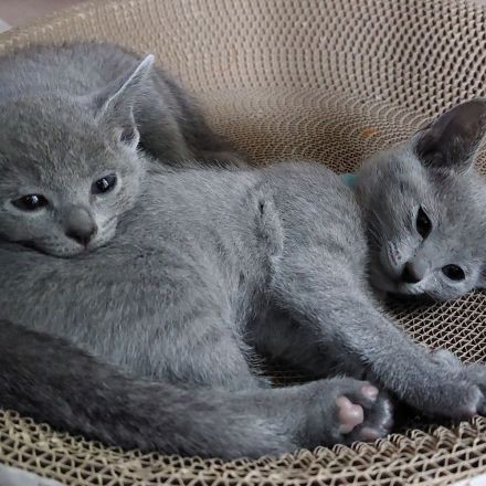 Russisch Blau Kitten mit Stammbaum