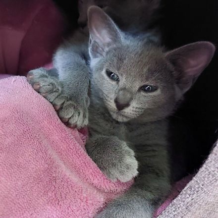 Russisch Blau Kitten mit Stammbaum