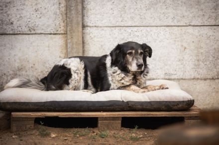 Cosimo sucht ein ländliches Zuhause