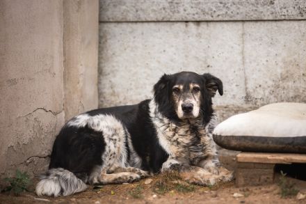 Cosimo sucht ein ländliches Zuhause