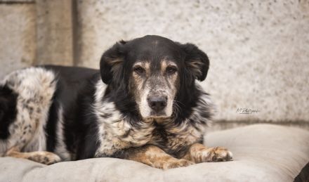 Cosimo sucht ein ländliches Zuhause