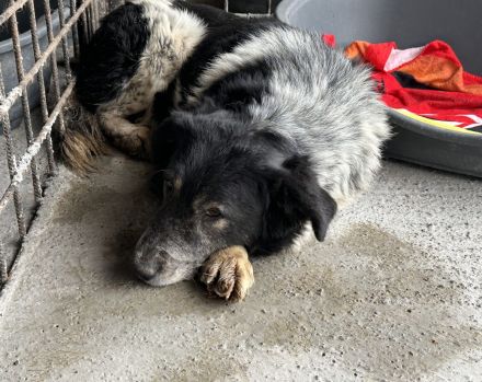 Cosimo sucht ein ländliches Zuhause