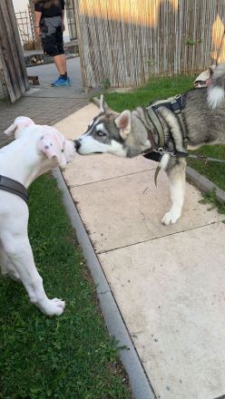 Hundeschule ,,Hundeheimat Bayern''