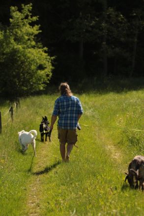 Hundeschule ,,Hundeheimat Bayern''