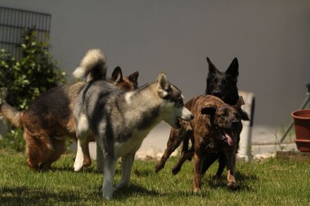 Hundepension ,,Hundeheimat Bayern''