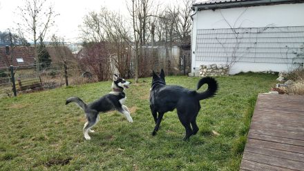 Hundepension ,,Hundeheimat Bayern''