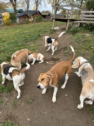 Beagles aus dem Erzgebirge