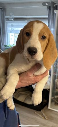 Beagles aus dem Erzgebirge