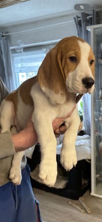 Beagles aus dem Erzgebirge