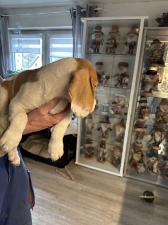 Beagles aus dem Erzgebirge